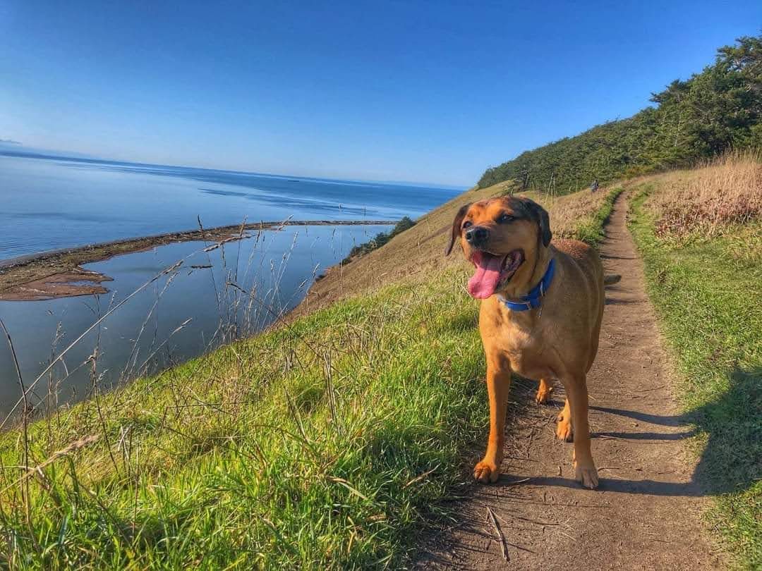 A dog posing on Ebey's Landing trail aside the Puget Sound waters.
